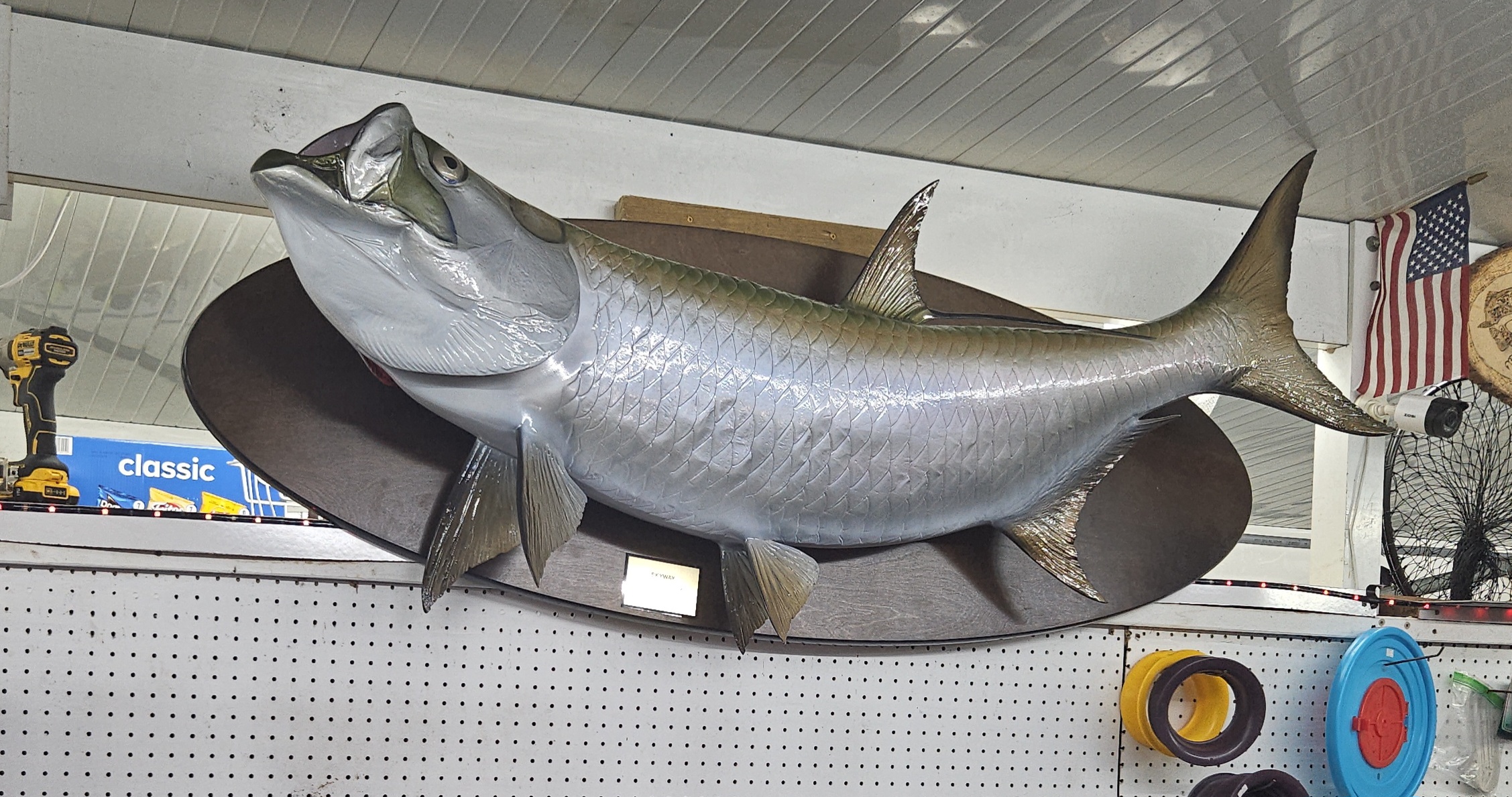 Catching and reviving Beulah the Tarpon under the Skyway