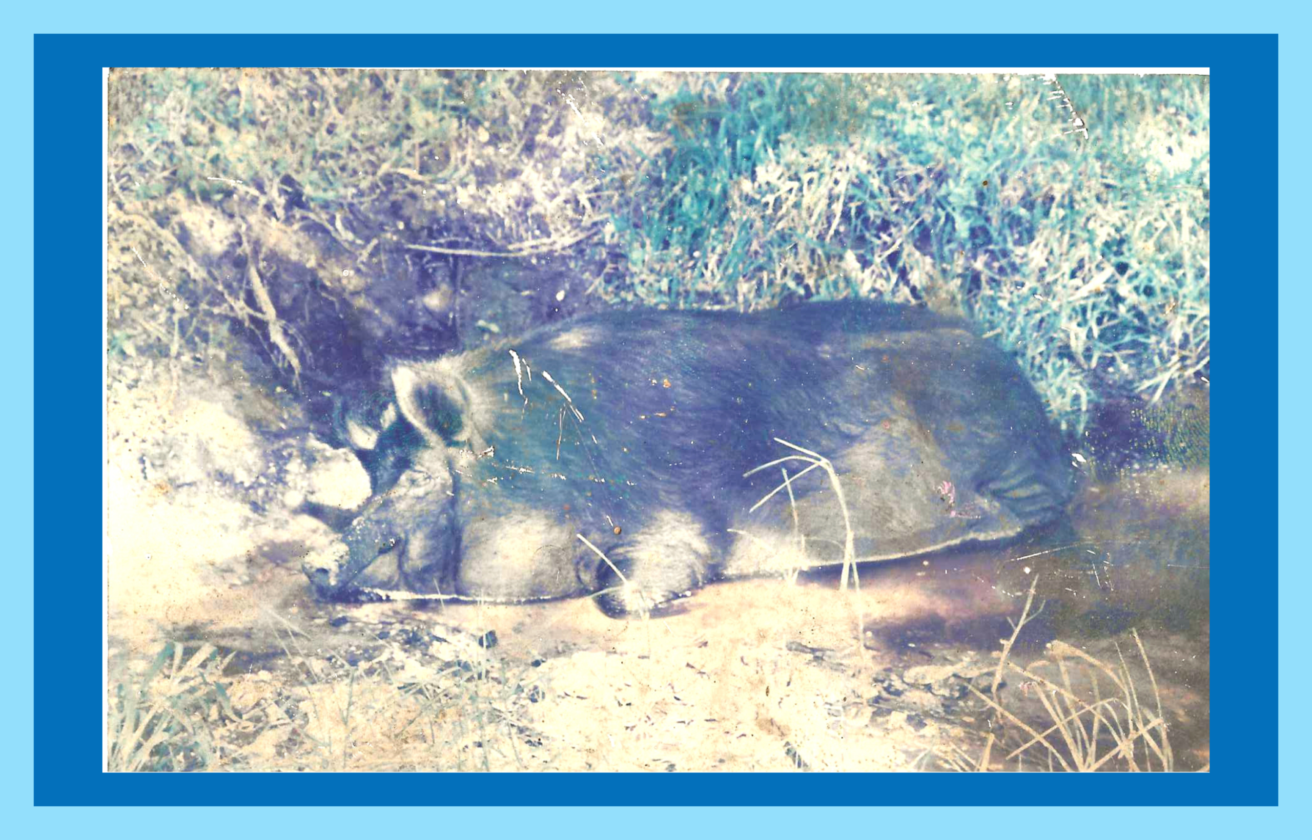 The original Beulah, pet hog of Skyway Bait and Tackle